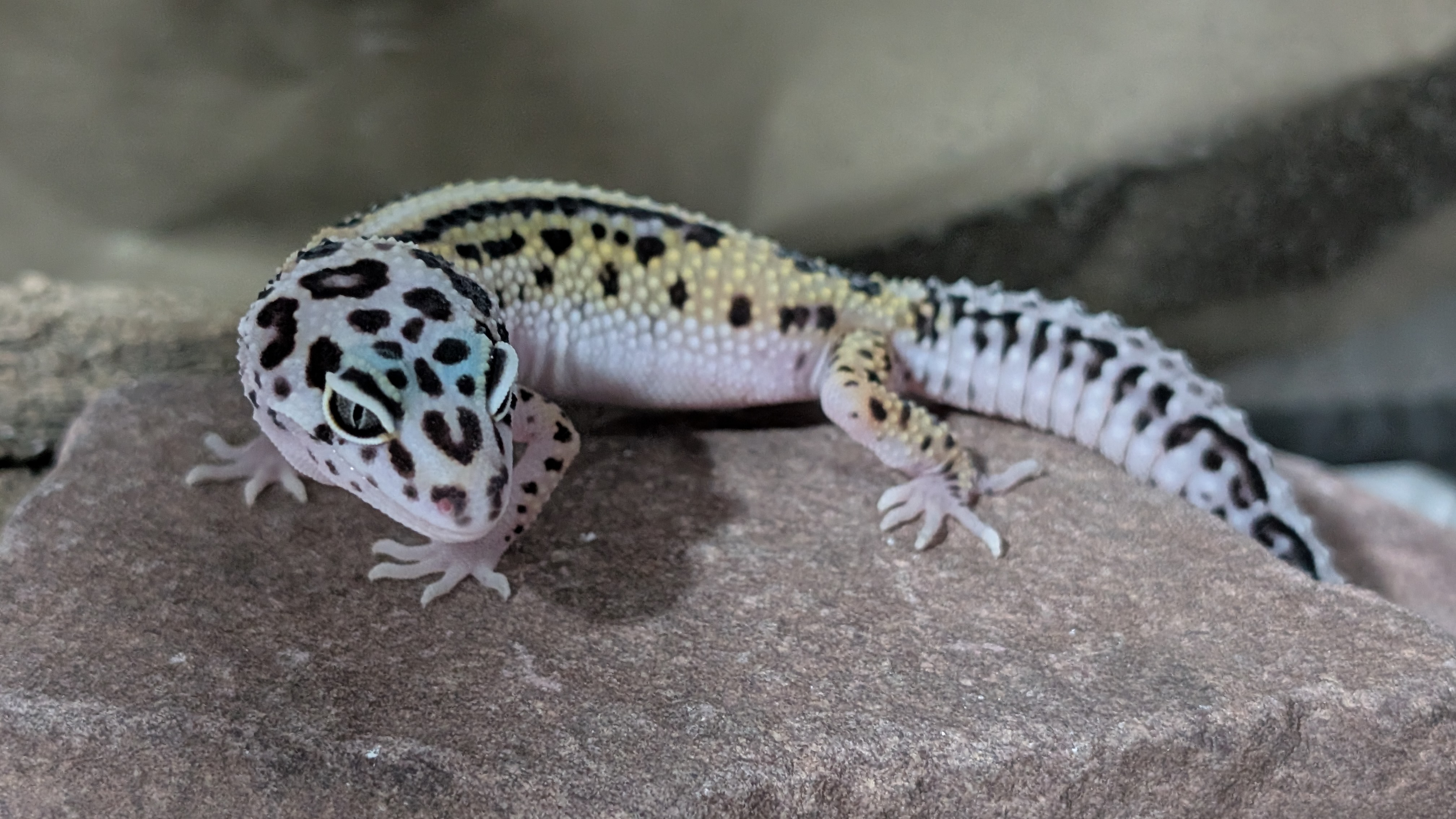 Genichiro el Gecko